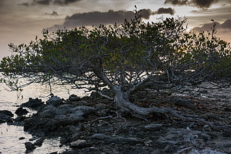 Gnarled coastal tree on rocky shore at sunset