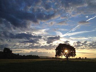Sunset Silhouette of Solitary Tree in Field