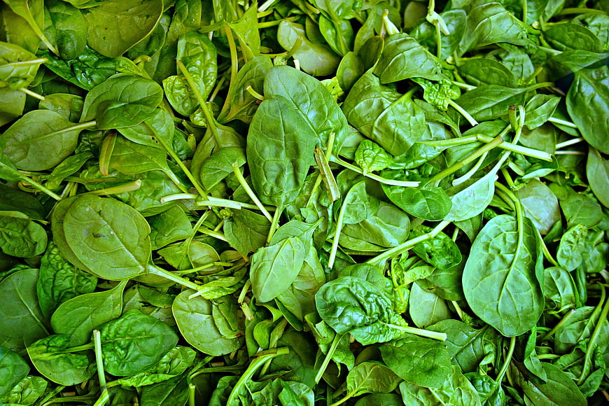 Fresh Raw Spinach Leaves Close-Up Texture Background