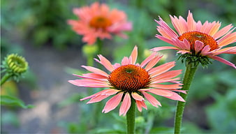 Pink Echinacea Flowers in a Garden with Green Background