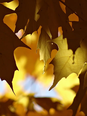 Golden Autumn Leaves Backlit by Sunlight