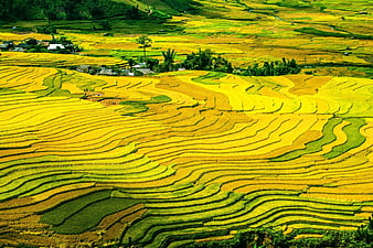 Vibrant Golden Rice Terraces in Mu Cang Chai, Yen Bai, Vietnam