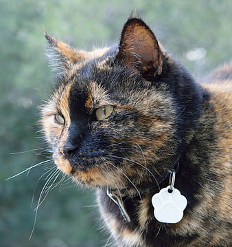 Close-up portrait of a tortoiseshell cat with a paw tag
