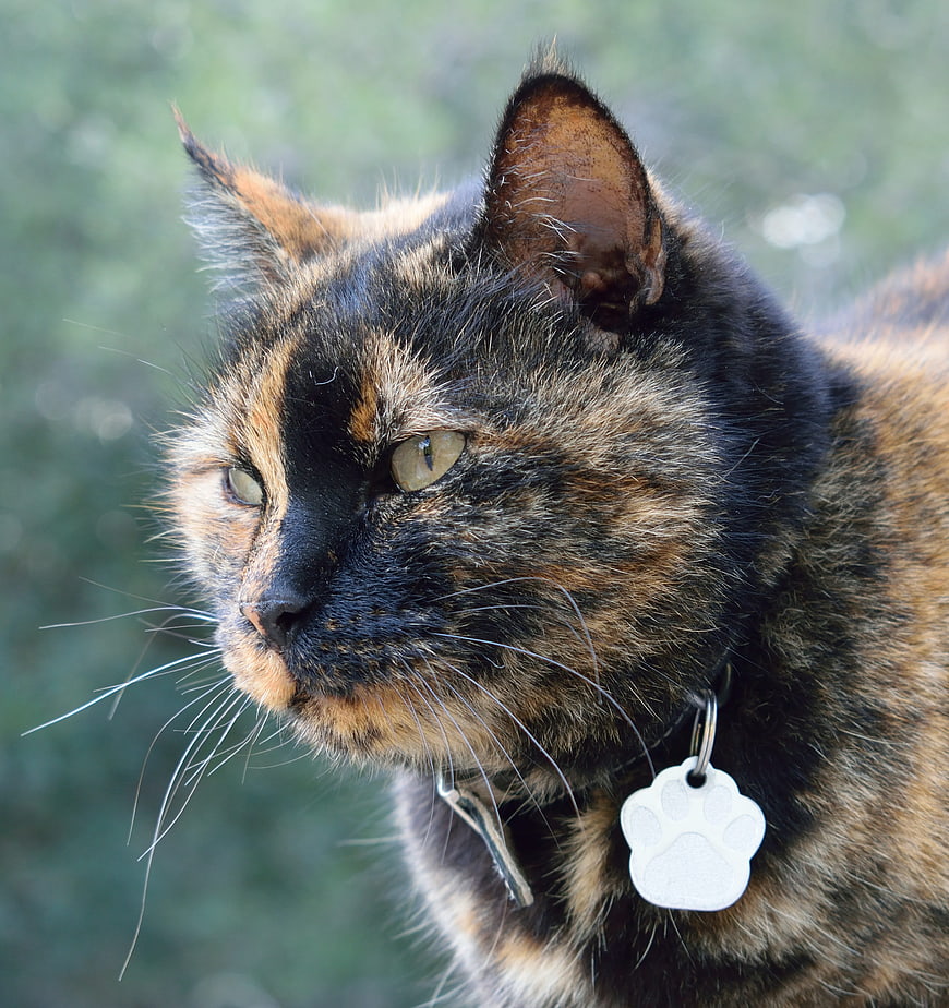 Close-up portrait of a tortoiseshell cat with a paw tag