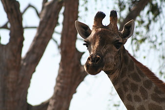 Close-up portrait of a giraffe head and neck in nature