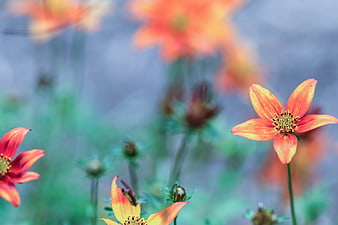 Vibrant Orange Cosmos Flowers in a Blurred Garden