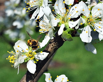 Honeybee Pollinating White Blossoms on Spring Branch