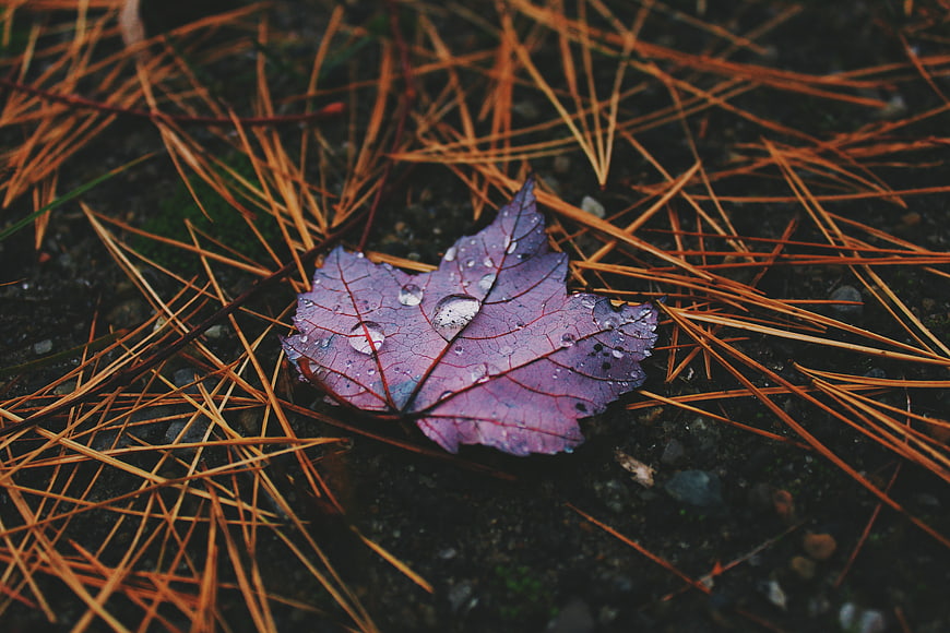 Purple maple leaf with raindrops on pine needles