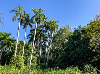 Tall palm trees against a clear blue sky in a tropical forest