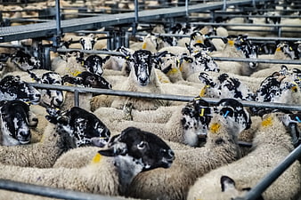 Flock of black and white sheep in modern indoor barn