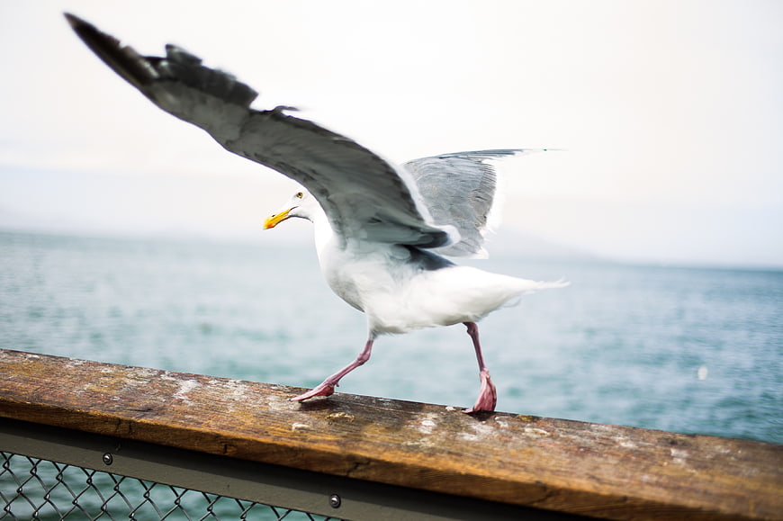 Seagull Landing on Wooden Pier by the Sea