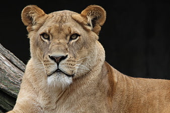 Close-up portrait of a lioness with intense gaze