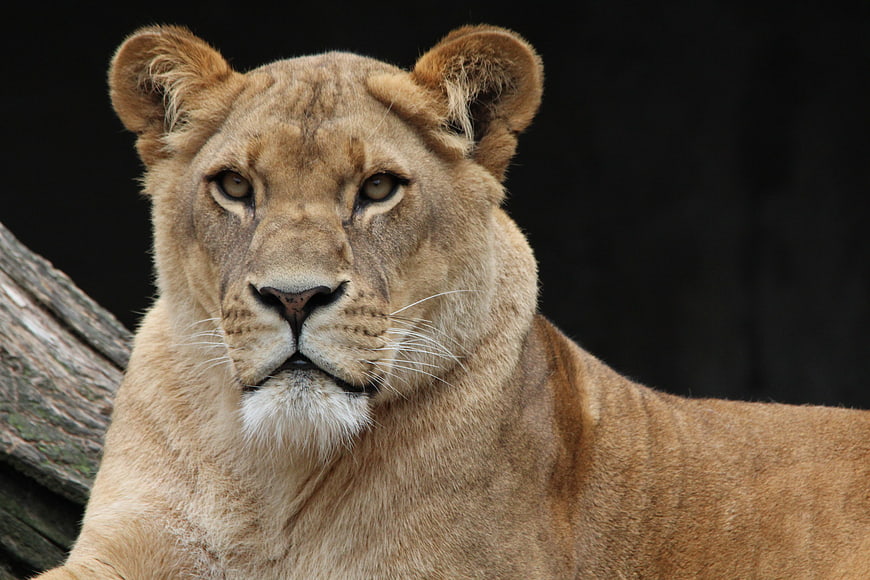 Close-up portrait of a lioness with intense gaze