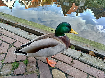 Male Mallard Duck Standing on Brick Path by Water