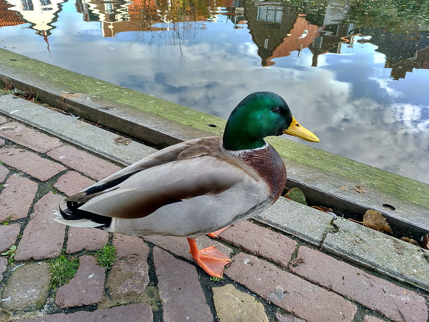 Male Mallard Duck Standing on Brick Path by Water