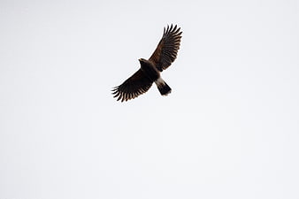 Hawk Soaring in Flight Against White Sky Background