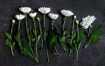 White Chrysanthemums on Dark Slate Background