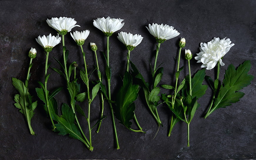 White Chrysanthemums on Dark Slate Background