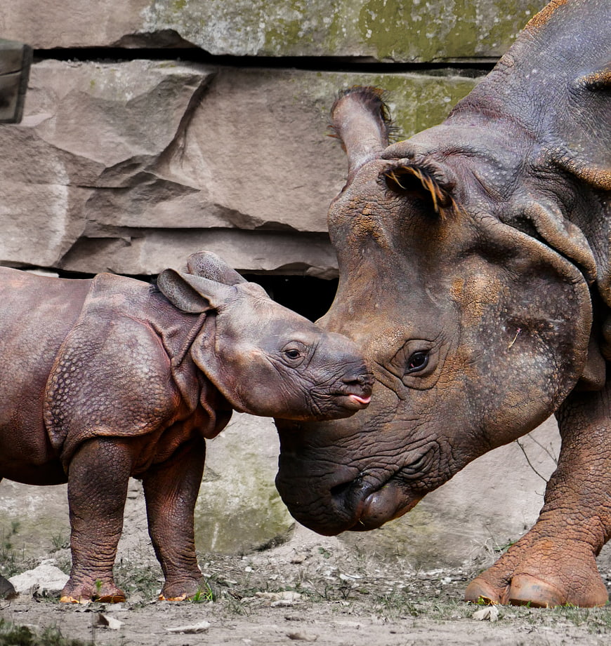 Mother and baby rhinoceros touching noses in a zoo enclosure