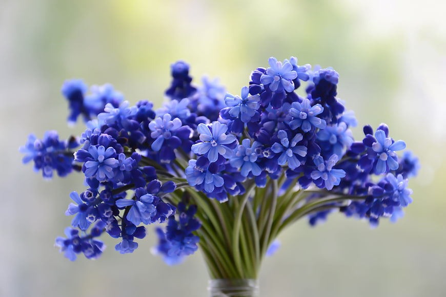 Blue Grape Hyacinth Muscari Flowers in a Glass Vase