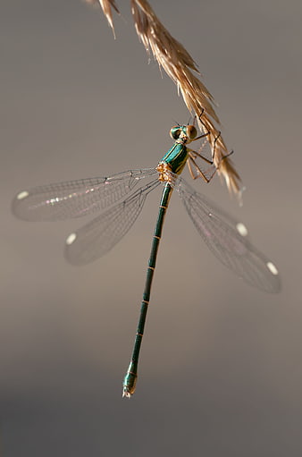 Macro photography of a green damselfly on a dried grass stem