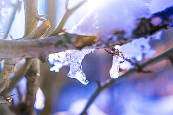 Close-up of ice crystals on a tree branch in winter