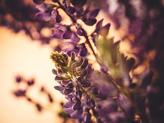 Close-up of purple lupine flowers with soft bokeh background
