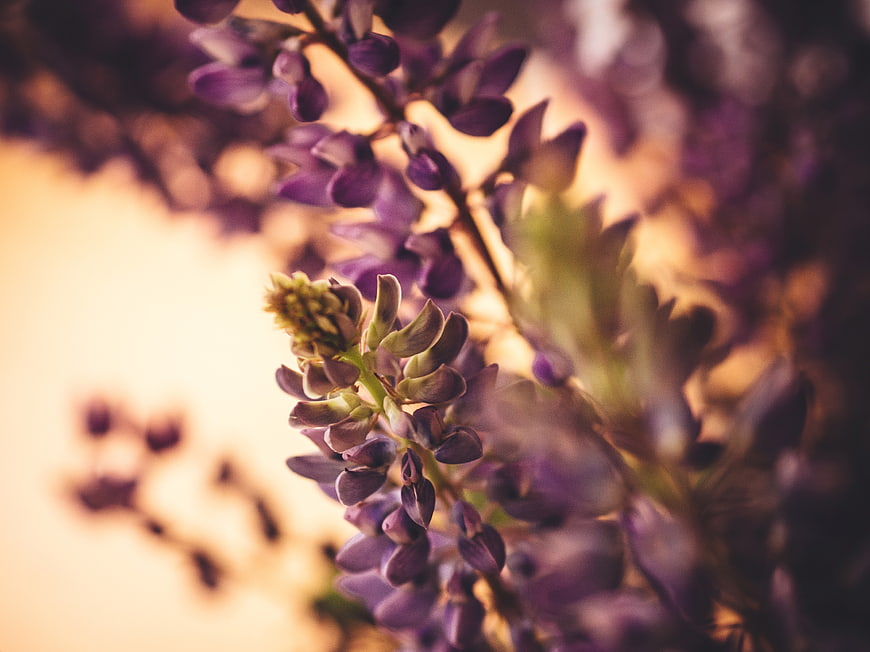 Close-up of purple lupine flowers with soft bokeh background
