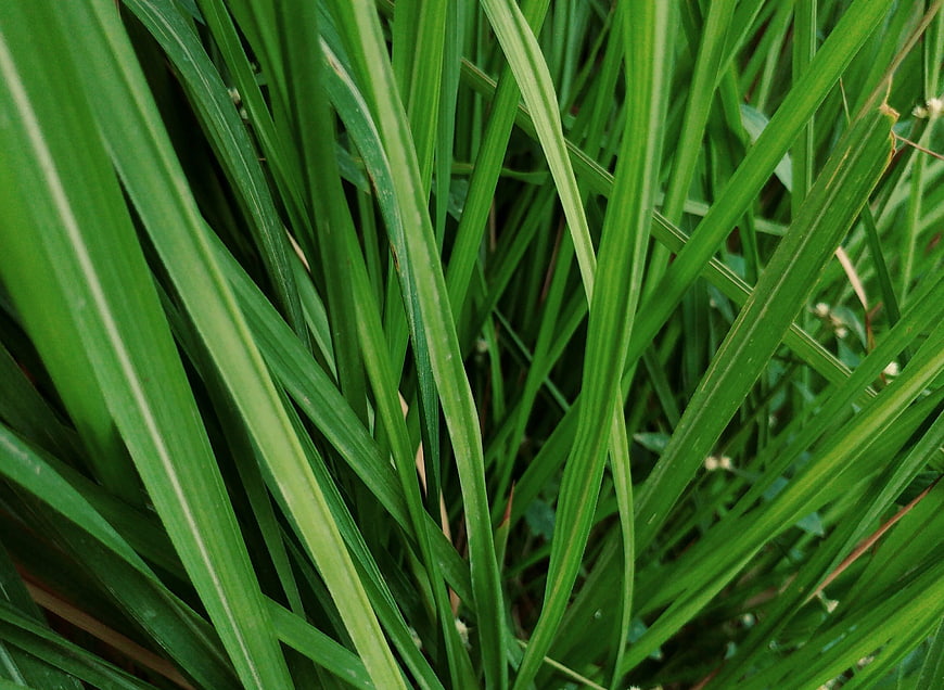 Close-up of vibrant green grass blades in nature