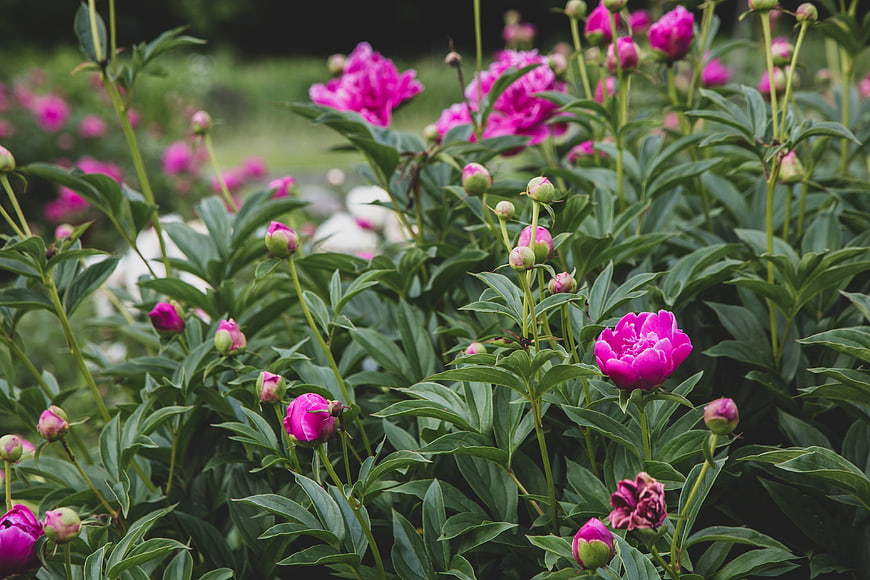 Vibrant Pink Peonies Blooming in a Lush Green Garden