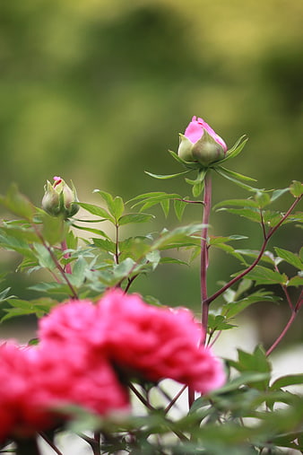 Pink Peony Bud and Bloom in Garden