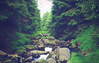 Serene Forest Stream Flowing Through Rocky Green Valley