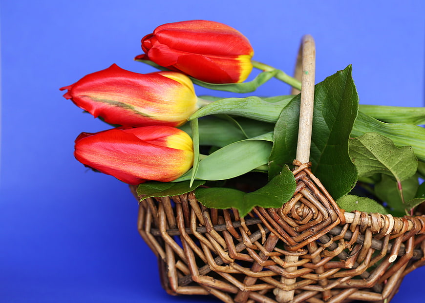 Red and Yellow Tulips in Wicker Basket on Blue Background