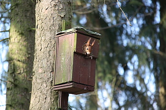 Red squirrel peeking out of wooden birdhouse in forest