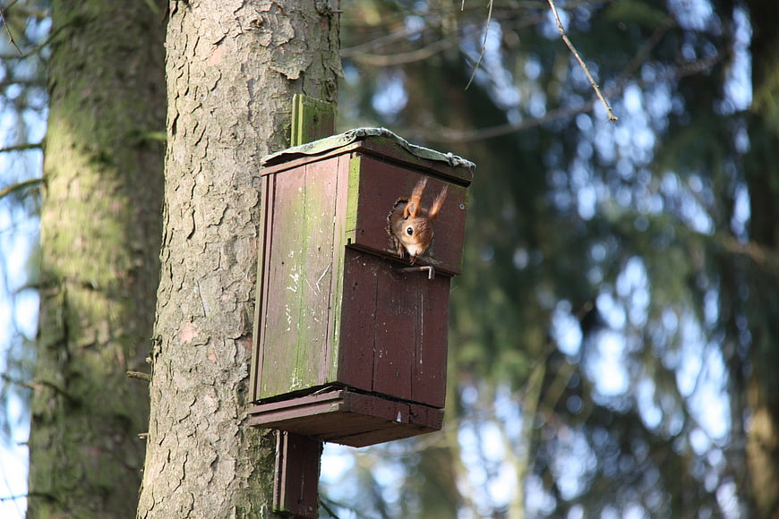 Red squirrel peeking out of wooden birdhouse in forest
