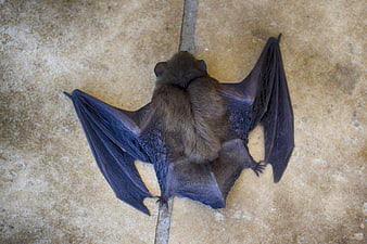 Close-up of a brown bat hanging upside down