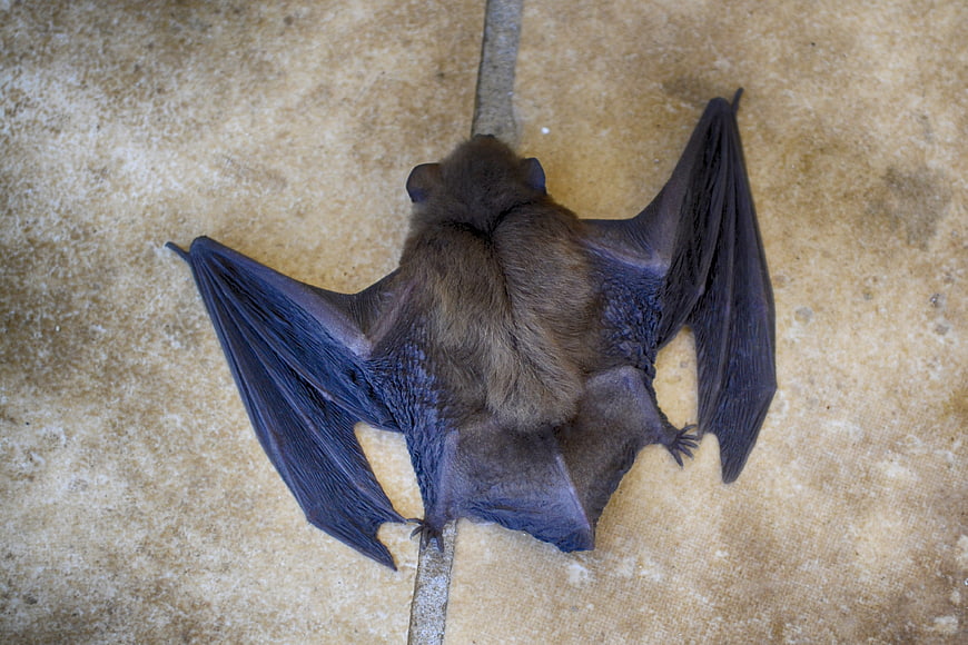 Close-up of a brown bat hanging upside down