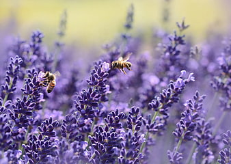 Honeybees Pollinating Purple Lavender Flowers in Summer Field