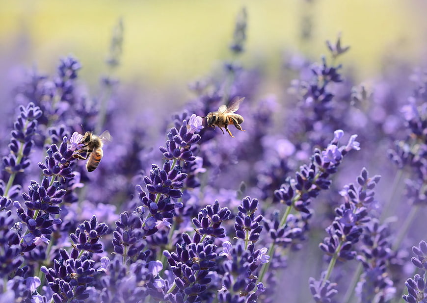 Honeybees Pollinating Purple Lavender Flowers in Summer Field