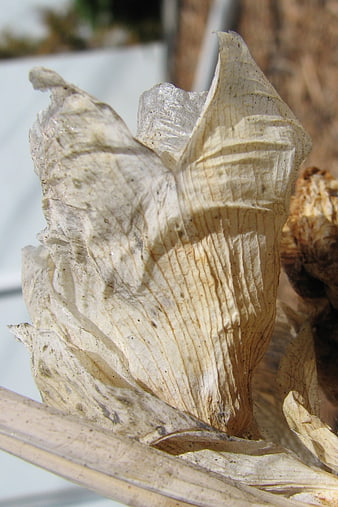 Close-up of dried beige flower petals with intricate texture