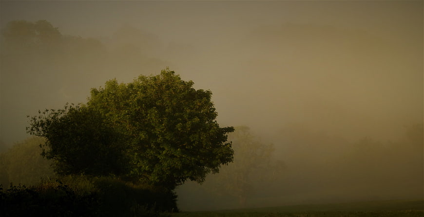 Lone tree in misty golden morning landscape