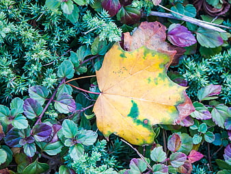 Yellow maple leaf on green and purple ground cover