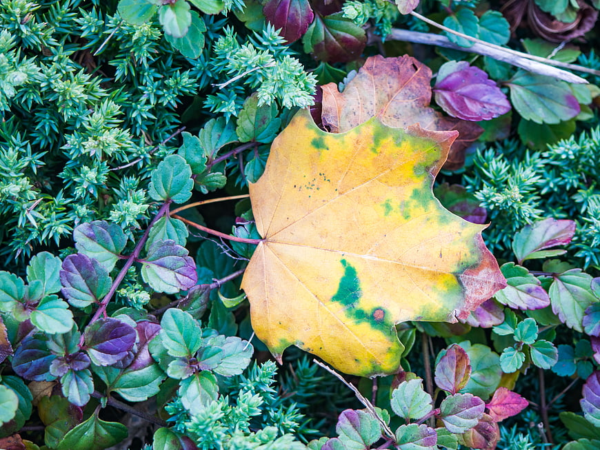 Yellow maple leaf on green and purple ground cover