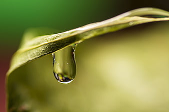 Macro Water Droplet Hanging from Green Leaf Tip