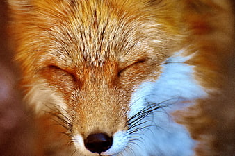 Close-up portrait of a sleeping red fox with eyes closed