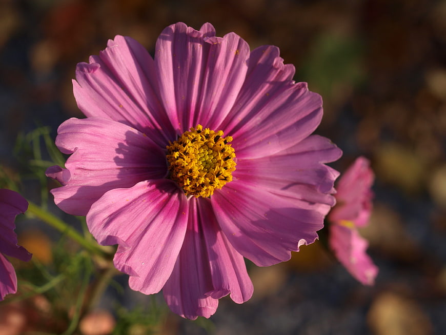 Close-up of a vibrant pink cosmos flower with yellow center