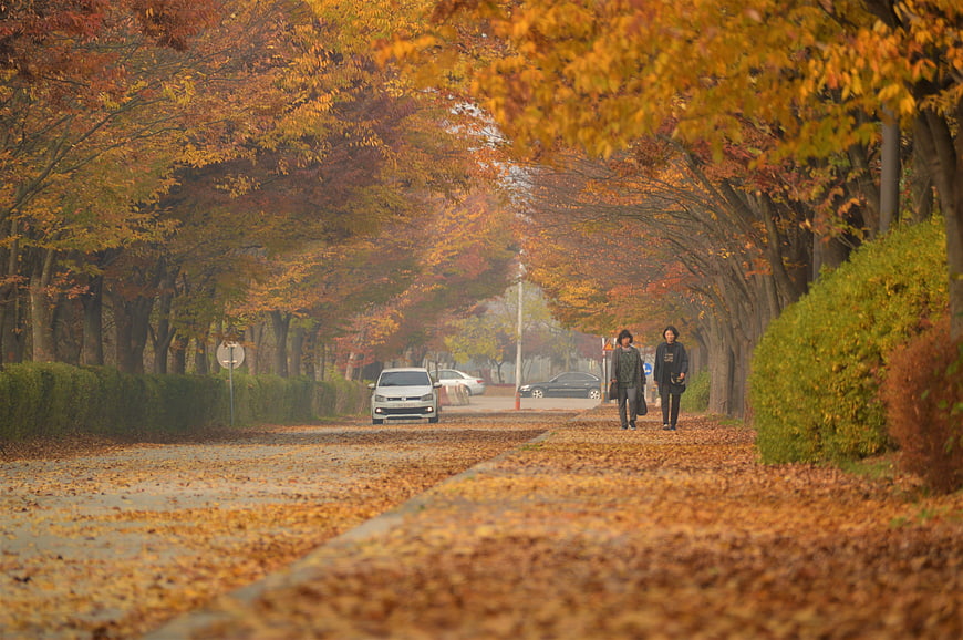 Couple Walking on Autumn Road Covered in Fallen Leaves