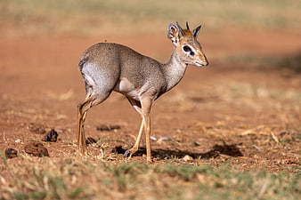Kirk's Dik-dik Antelope Standing in African Savanna