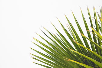 Green Palm Frond Leaves on White Background