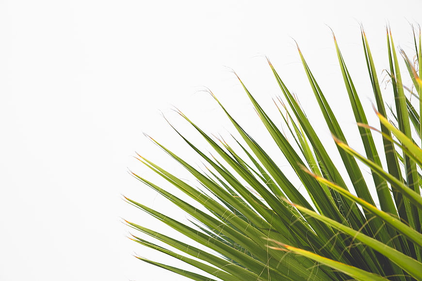 Green Palm Frond Leaves on White Background